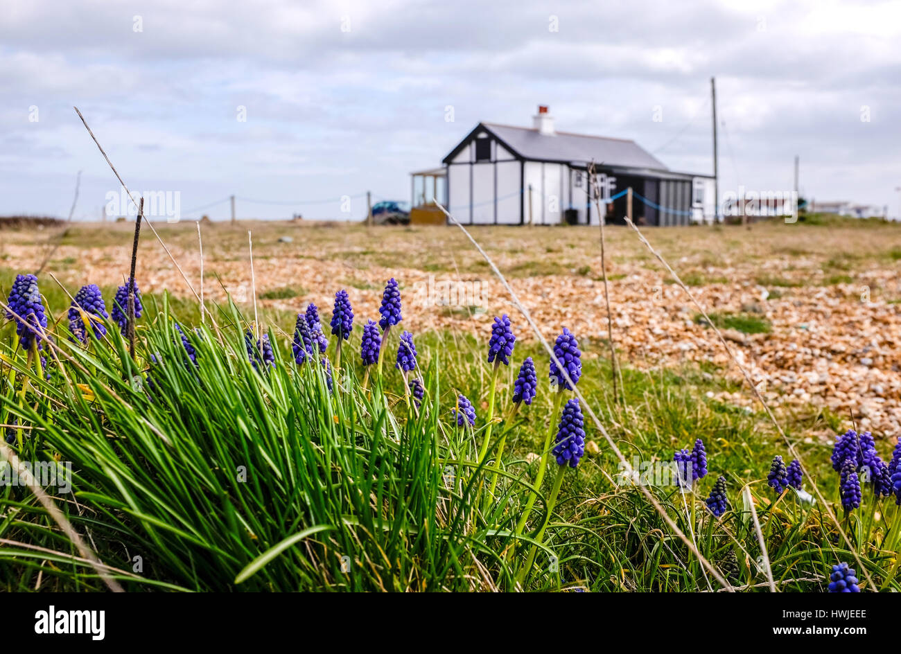 Dungeness bungalow and wild flowers on shingle beach Kent UK Stock