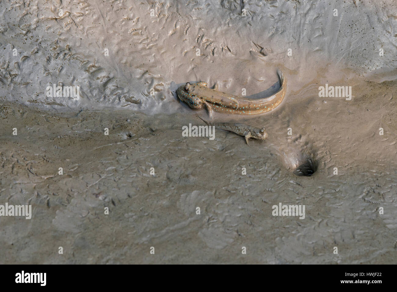 Bangladesh, Sundarbans National Park at Harbaria Forest Station. Blue-spotted mudskippers (WILD: Boleophthalmus boddarti) amphibious fish, in Gobiidae Stock Photo