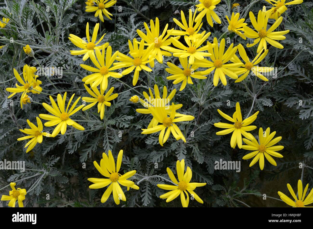 Euryops pectinatus or grey leaved euryops yellow daisy flowers flower Stock Photo