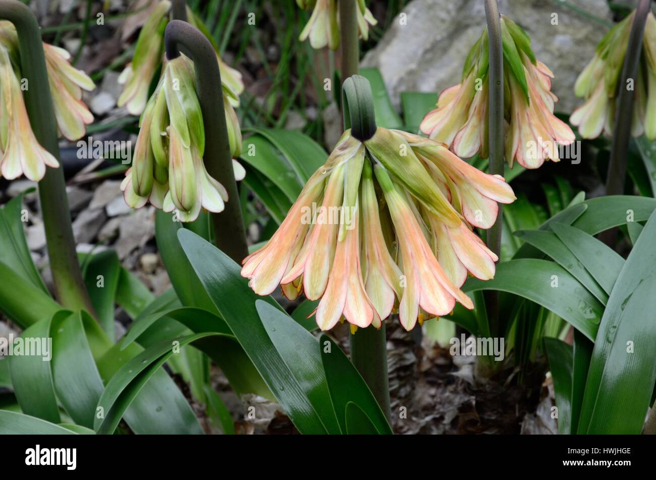 Cyrtanthus falcatus or falcate fire lily flower flowers Stock Photo