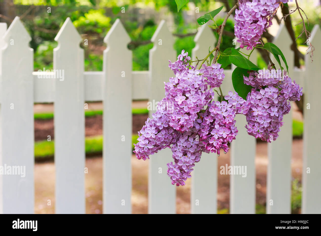 Lilacs in front of a white picket fence. Stock Photo