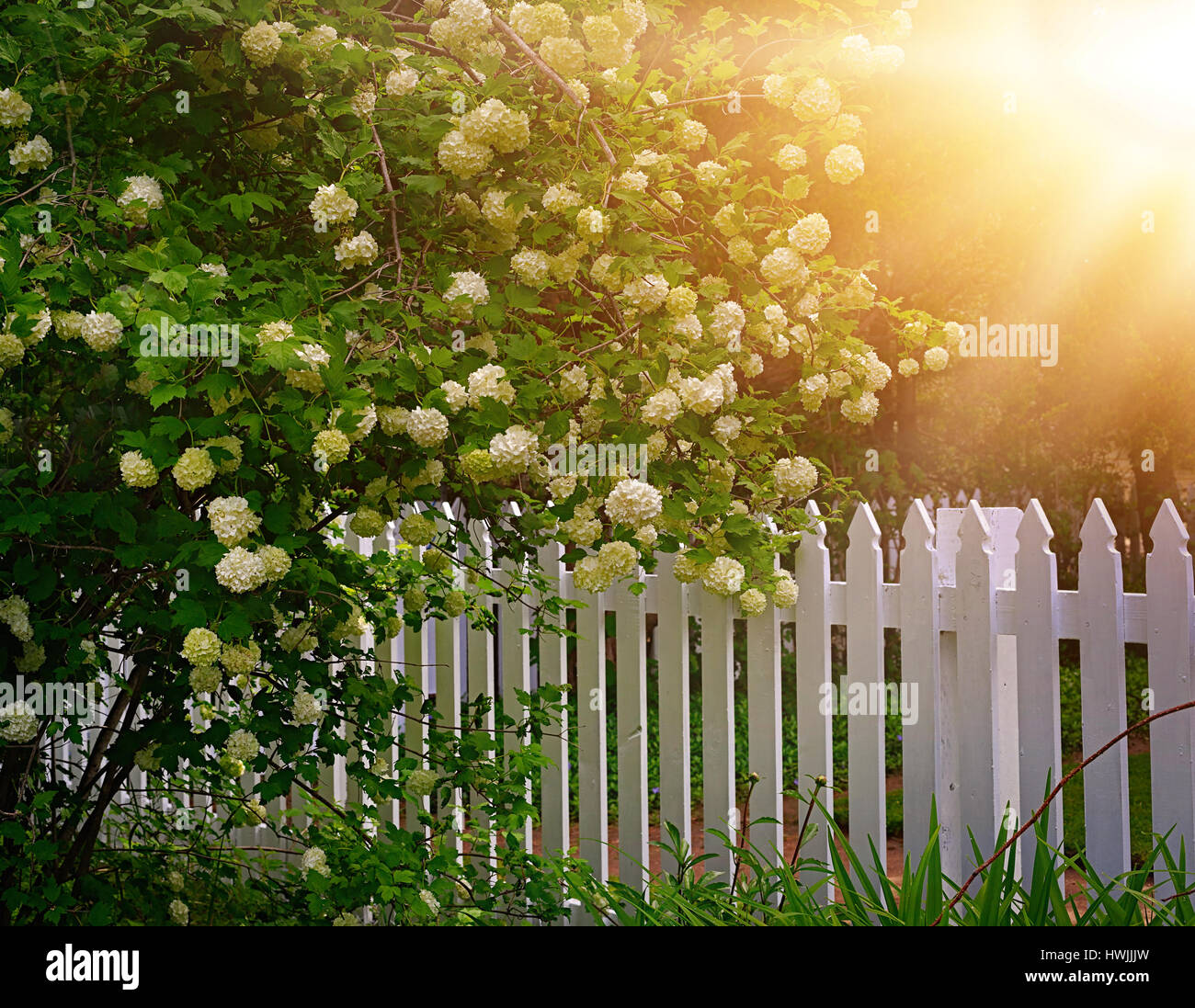Snowball bush by a white picket fence. Stock Photo