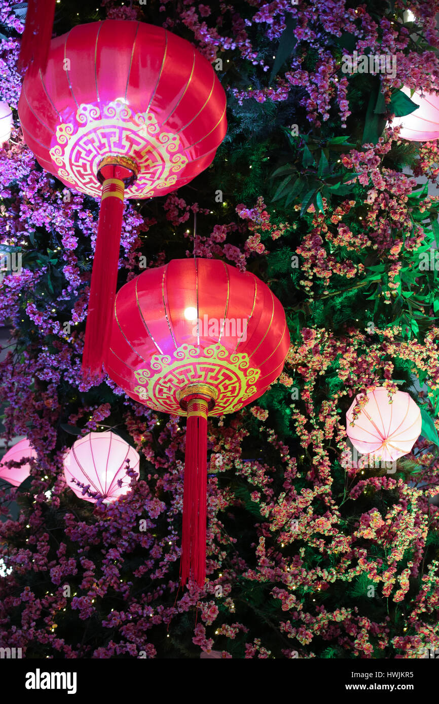 Chinese lantern tree hi-res stock photography and images - Alamy