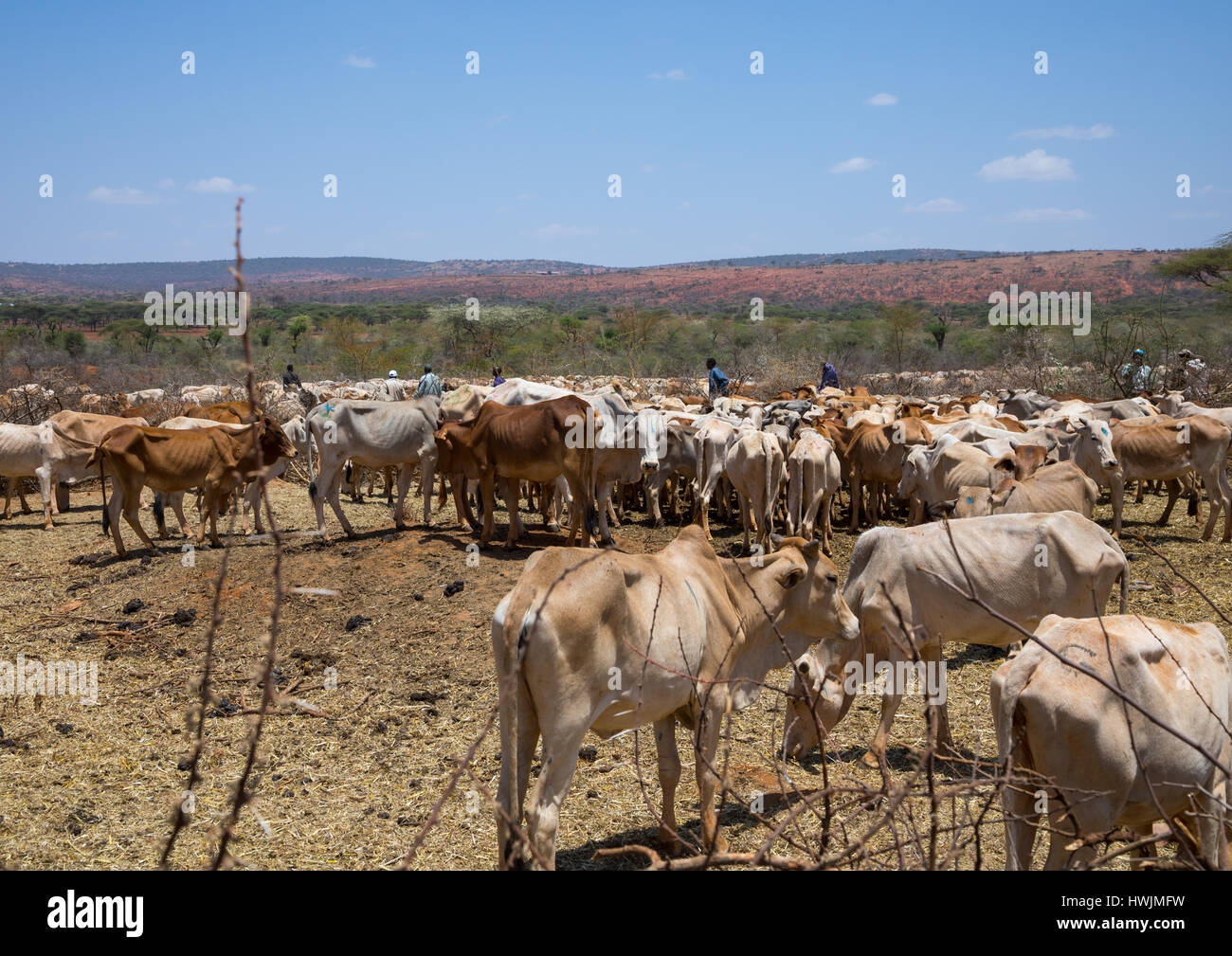 Skinny cows hi-res stock photography and images - Alamy