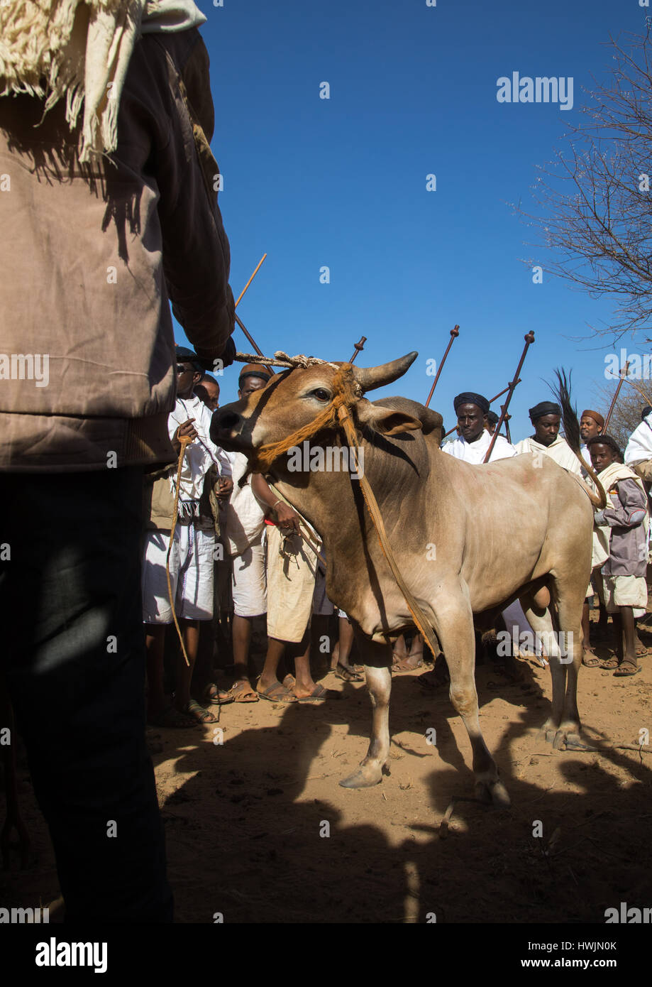 Slaughter of a bull during the Gada system ceremony in Borana tribe, Oromia, Yabelo, Ethiopia Stock Photo