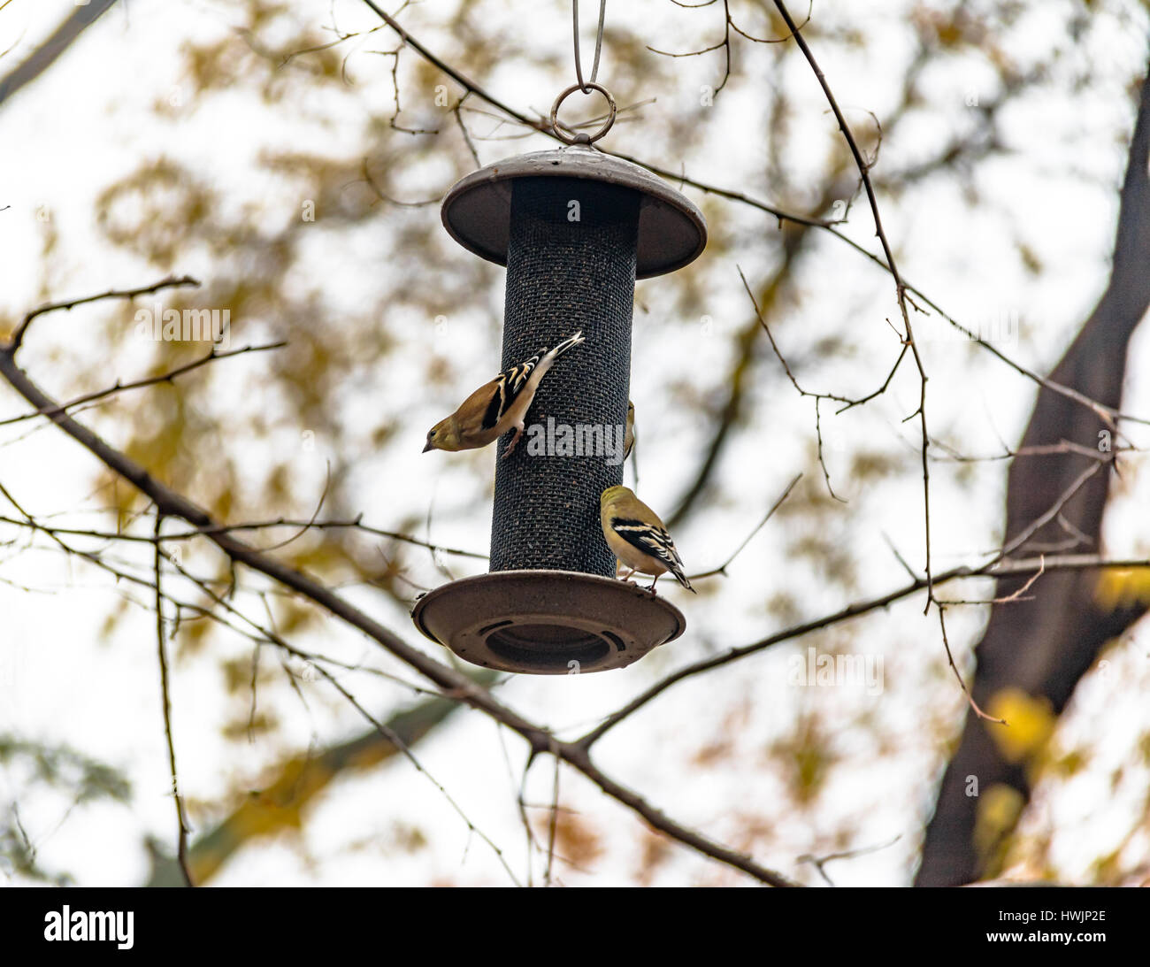 Birds of central park hires stock photography and images Alamy