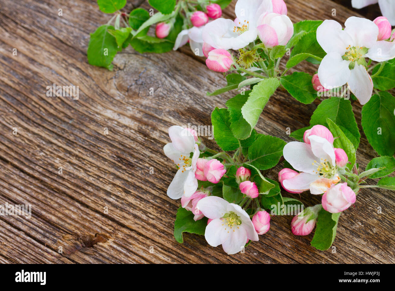 Apple tree blossom Stock Photo Alamy