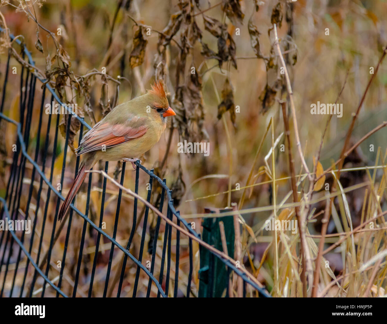 Female Northern Cardinal Bird at Central Park New York, USA Stock