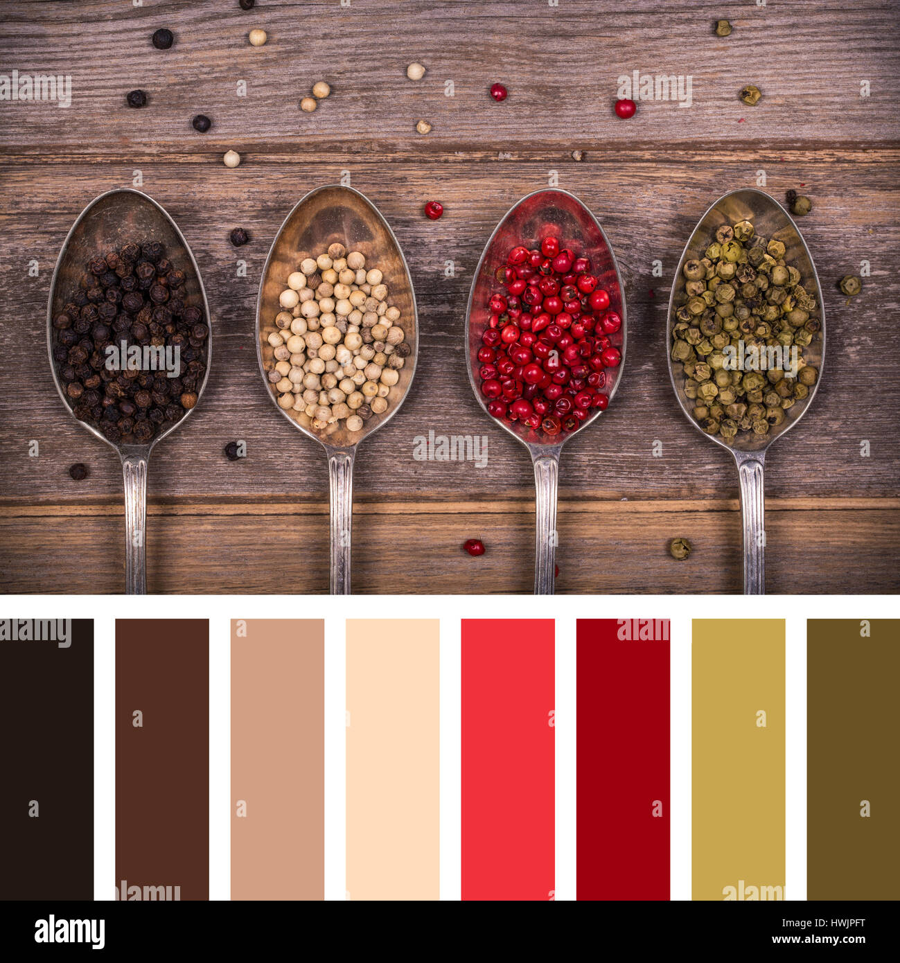 A variety of peppercorns in old silver spoons. In a colour palette with complimentary colour swatches. Stock Photo
