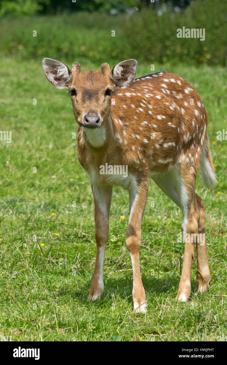 An young Axis deer stag in the open fields at the South West Deer