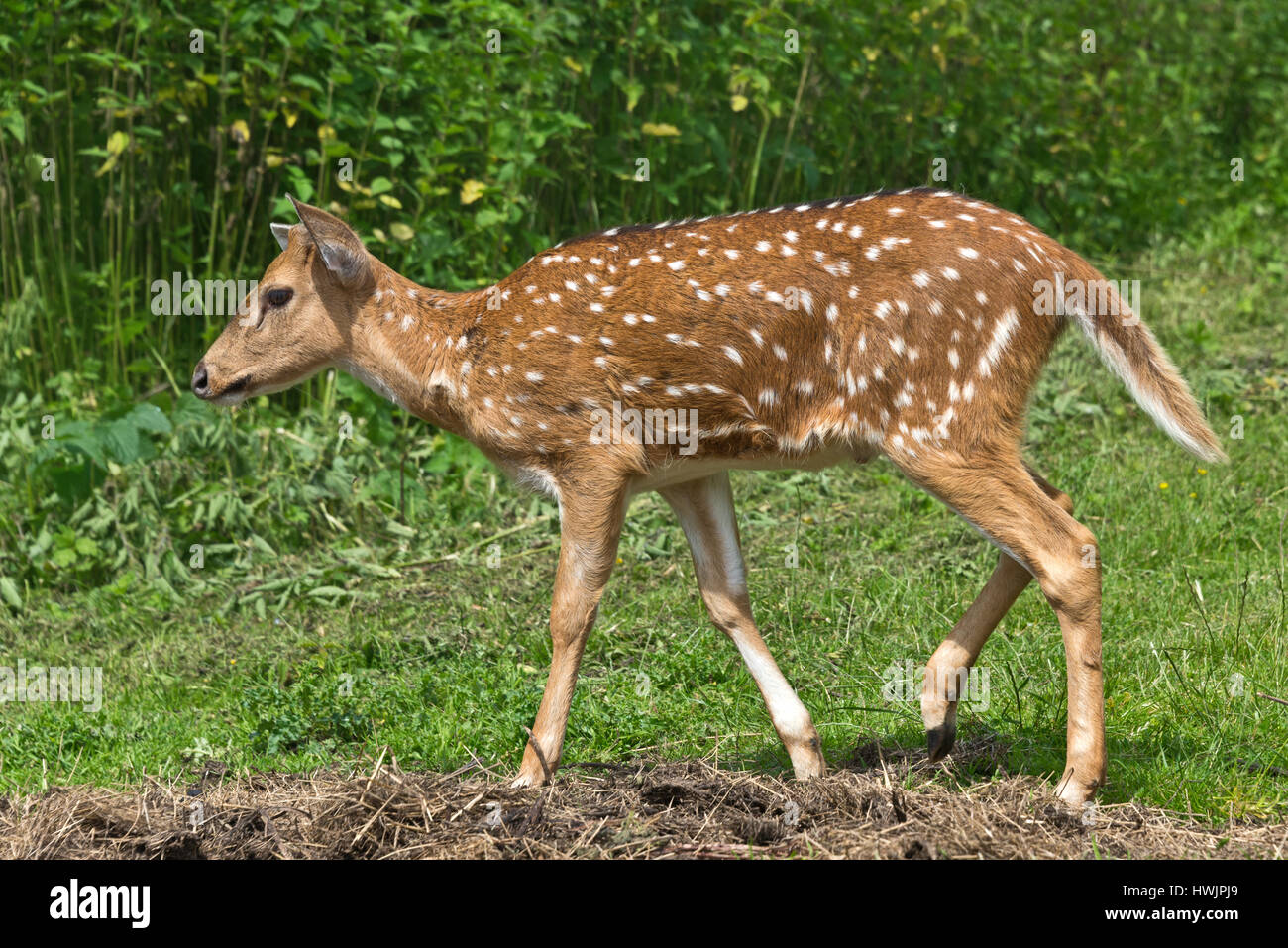 An Axis deer hind in the open fields at the South West Deer Rescue