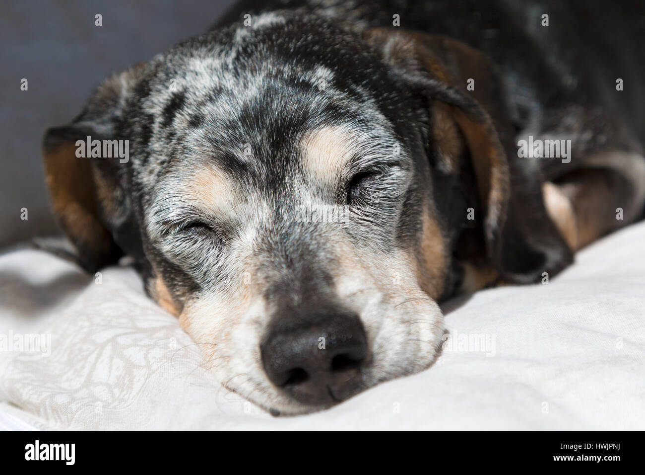 Old female daschund.sleep Stock Photo