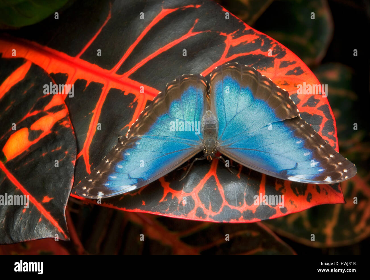 Comon Morpho butterfly (Morpho peleldes). Victoria Butterfly Gardens, Victoria, B.C. Canada Stock Photo