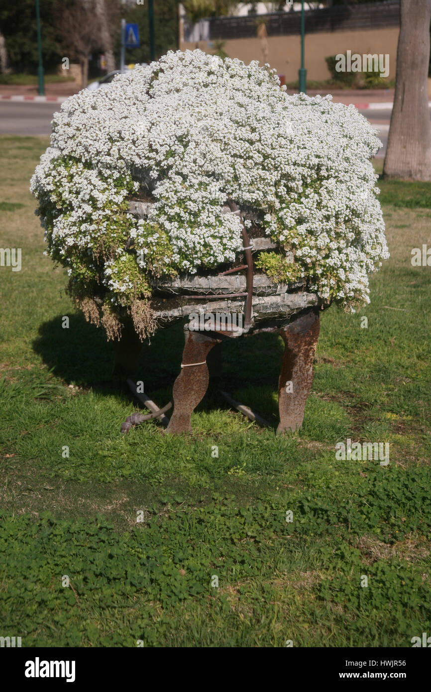 Israel, Herziliya, Flower bedded Sheep Stock Photo - Alamy