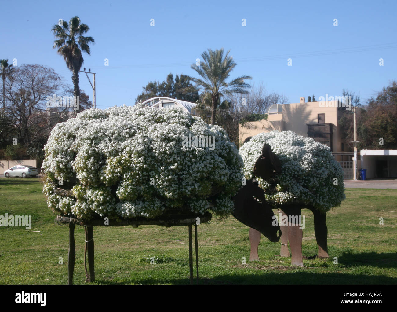 Israel, Herziliya, Flower bedded Sheep Stock Photo - Alamy