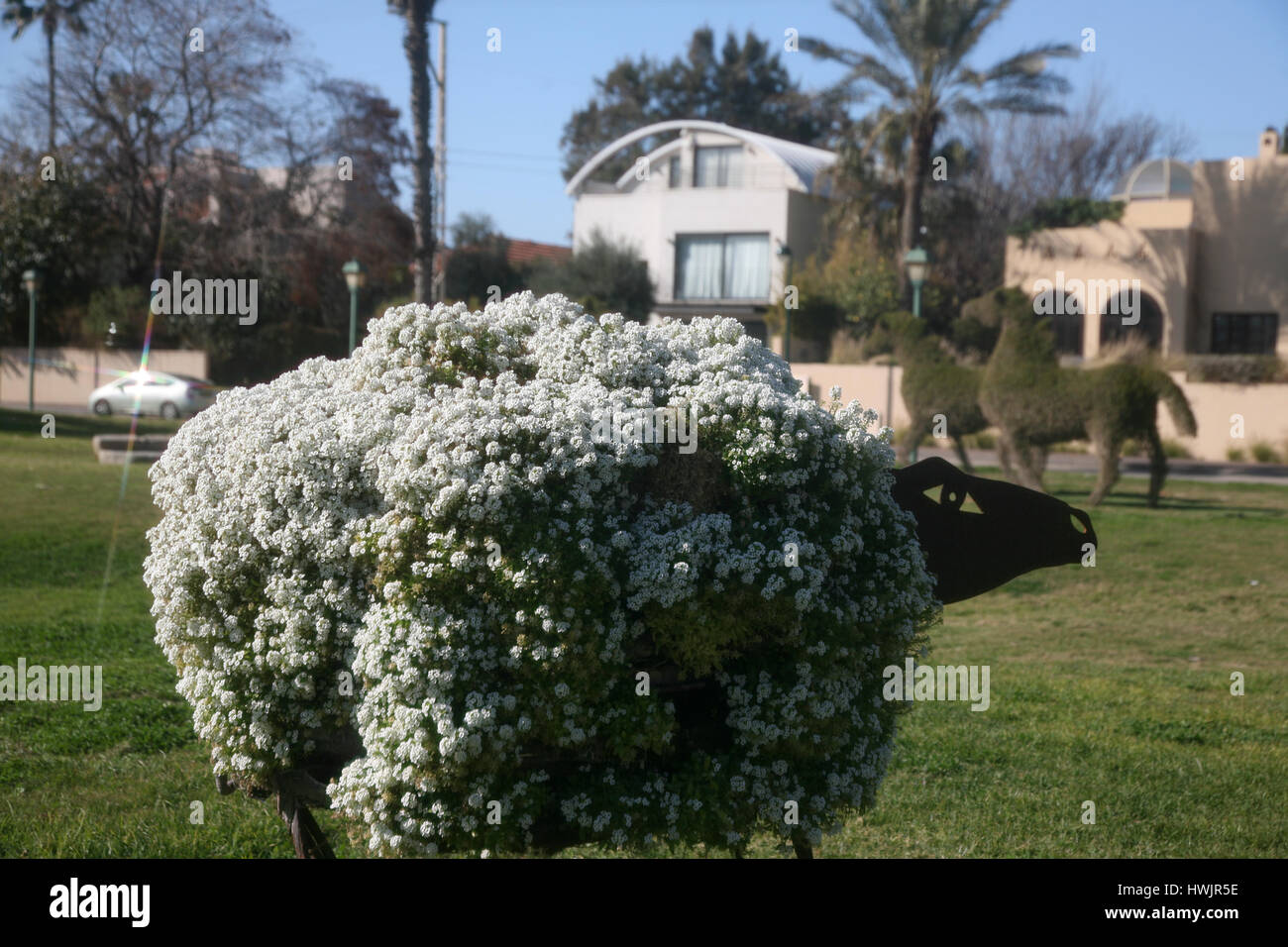 Israel, Herziliya, Flower bedded Sheep Stock Photo - Alamy