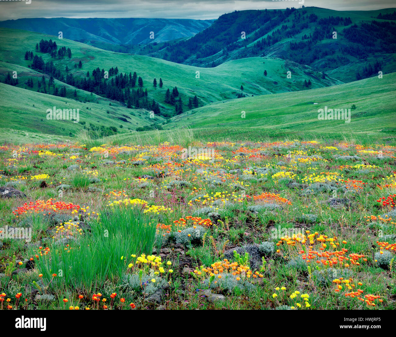 Wild Buckwheat (Sp Eriogonum) flowers. Zumwalt Prairie Nature Conservatory. Oregon Stock Photo