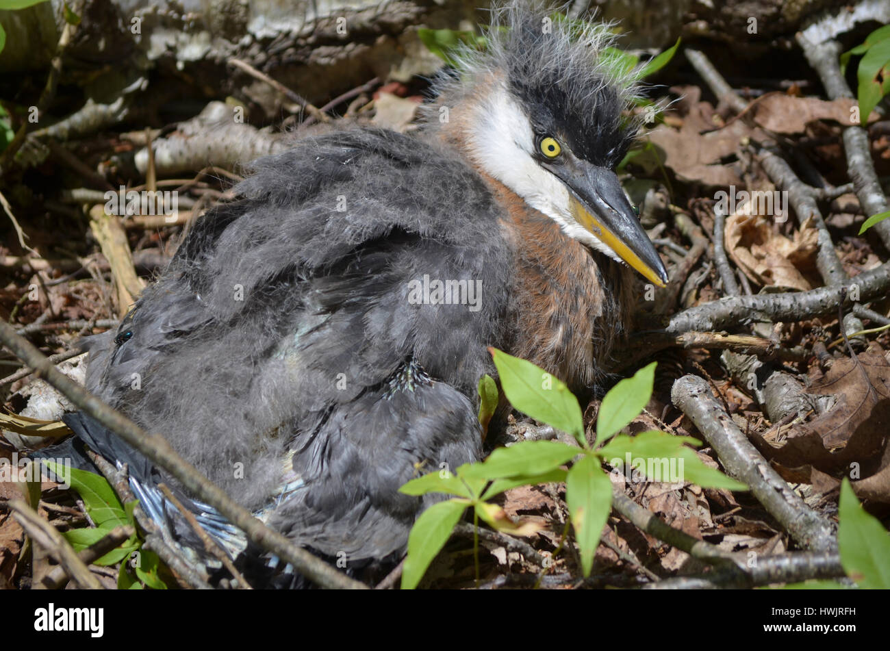 Great Blue Heron Baby Bird With Downy Feathers That Fell Out Of It S Nest Stock Photo Alamy