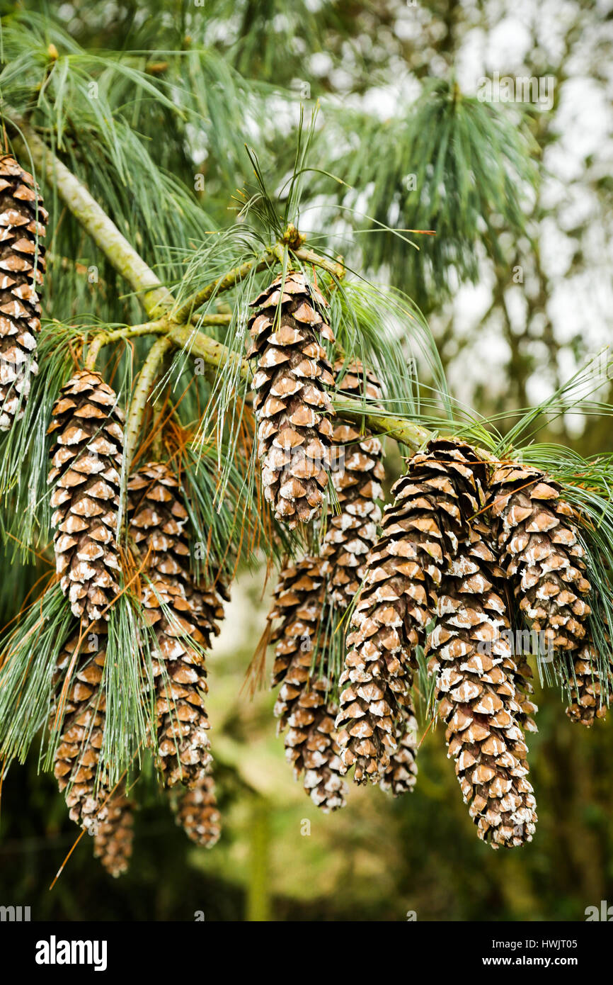 Cones of the Mexican Weeping Pine tree Stock Photo
