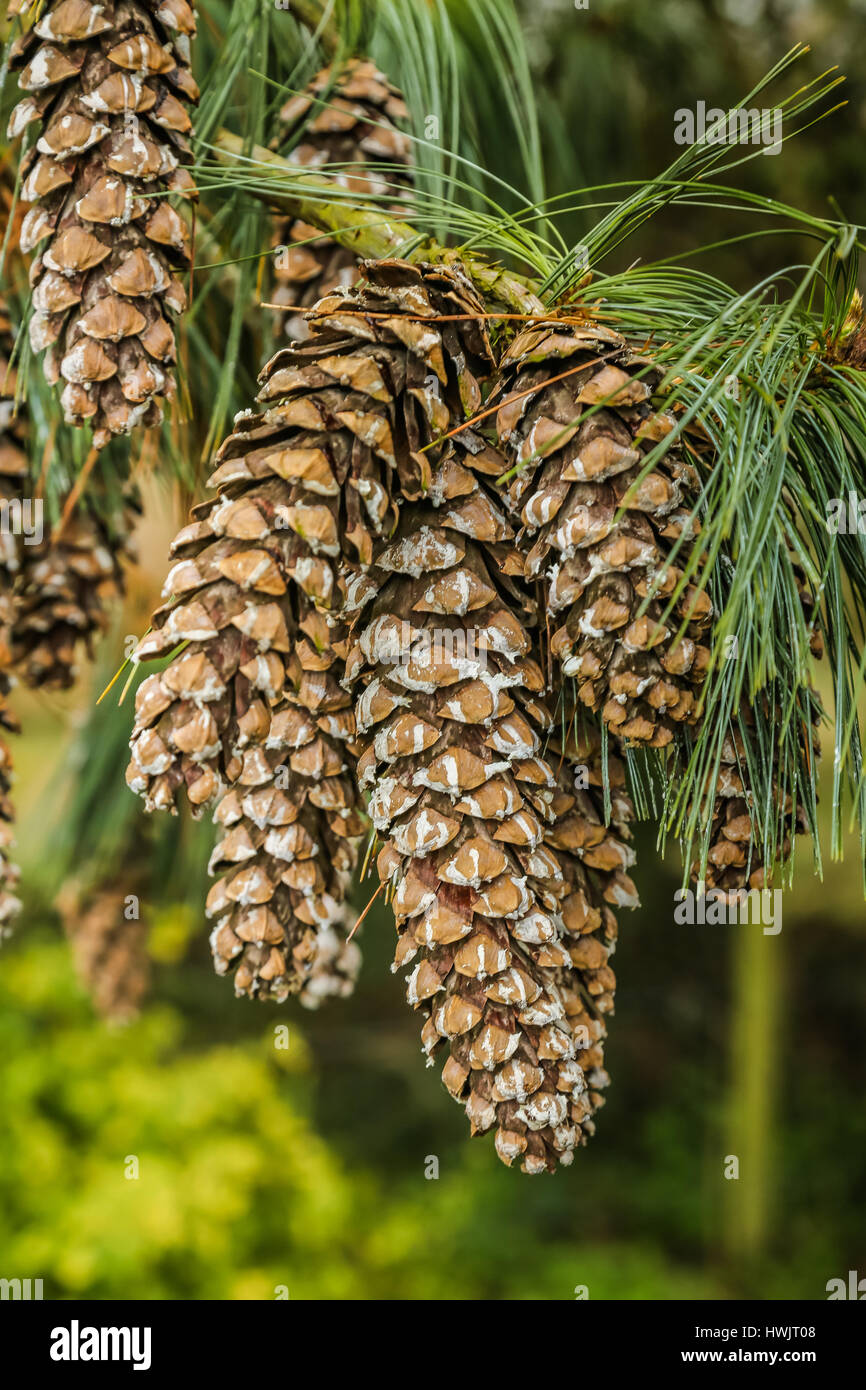 Cones of the Mexican Weeping Pine tree Stock Photo
