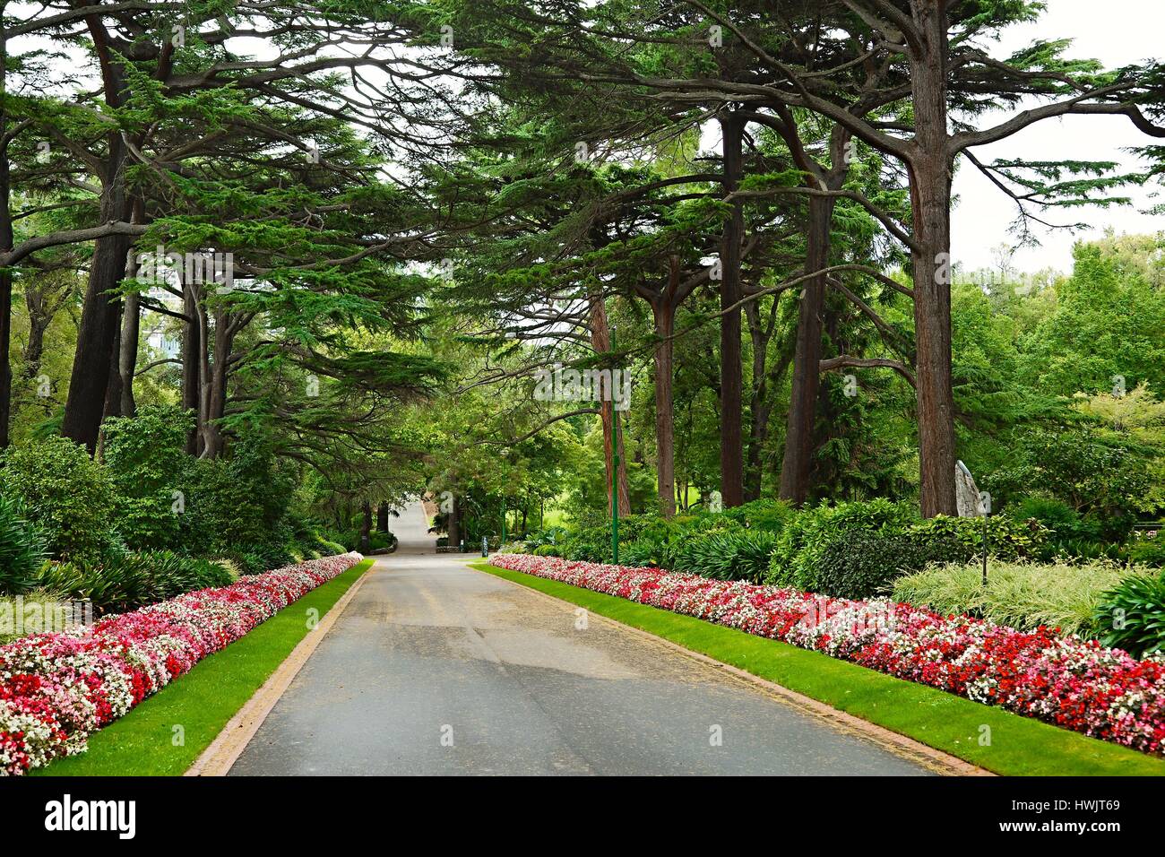 Green park with trees Stock Photo