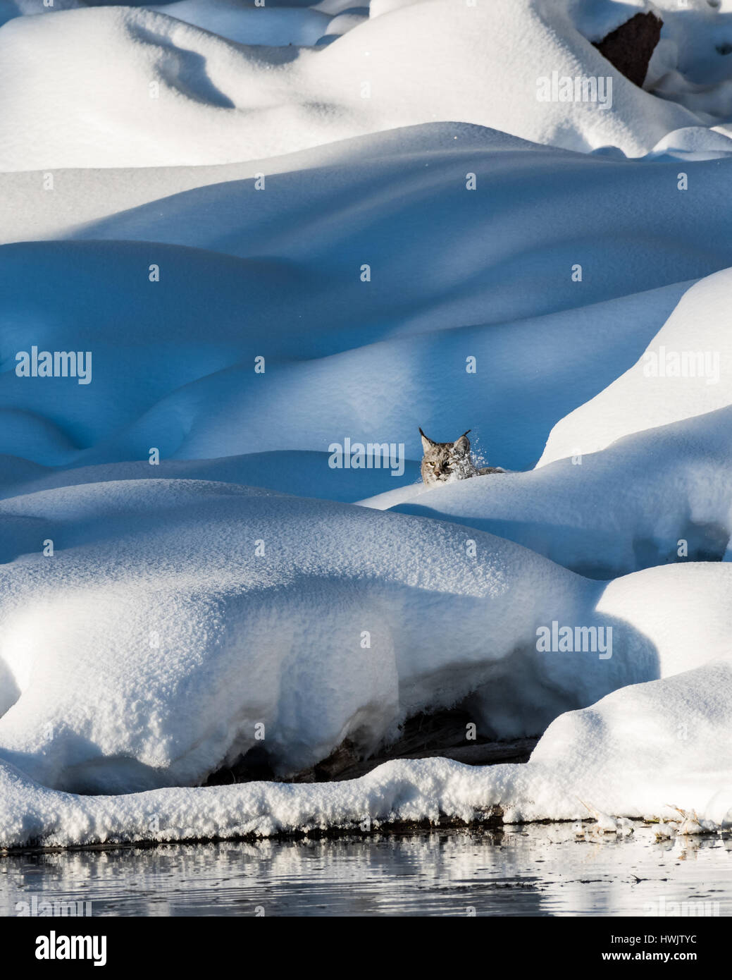 A Bobcat (Lynx rufus) stalking prey near the Madison River in Yellowstone National Park, Wyoming, USA. Stock Photo