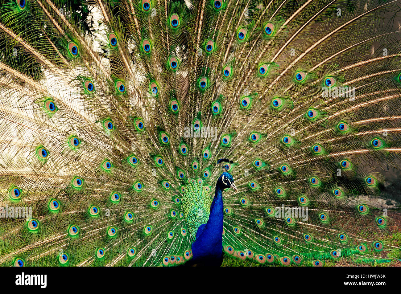 Peacock Showing Feathers Stock Photo