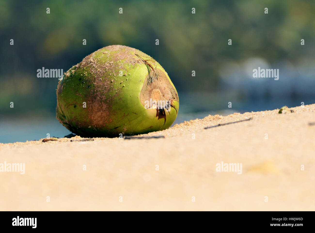 Coconut on the beach Stock Photo
