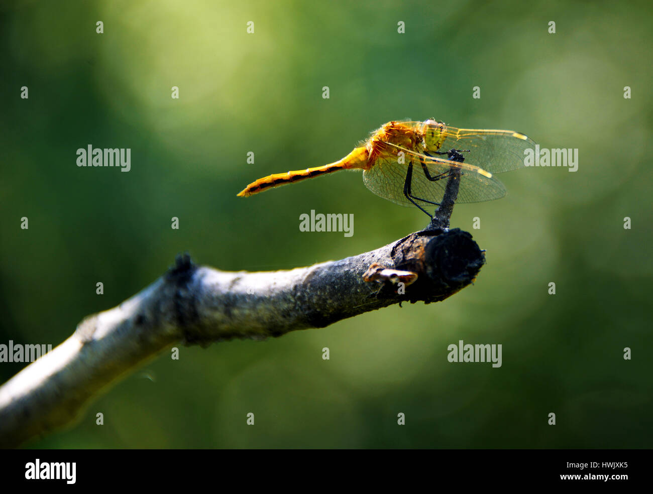 Dragonfly on a branch Stock Photo - Alamy