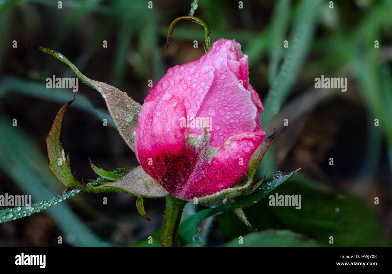 Pink rose (Rosaceae) covered with dew drops Stock Photo - Alamy
