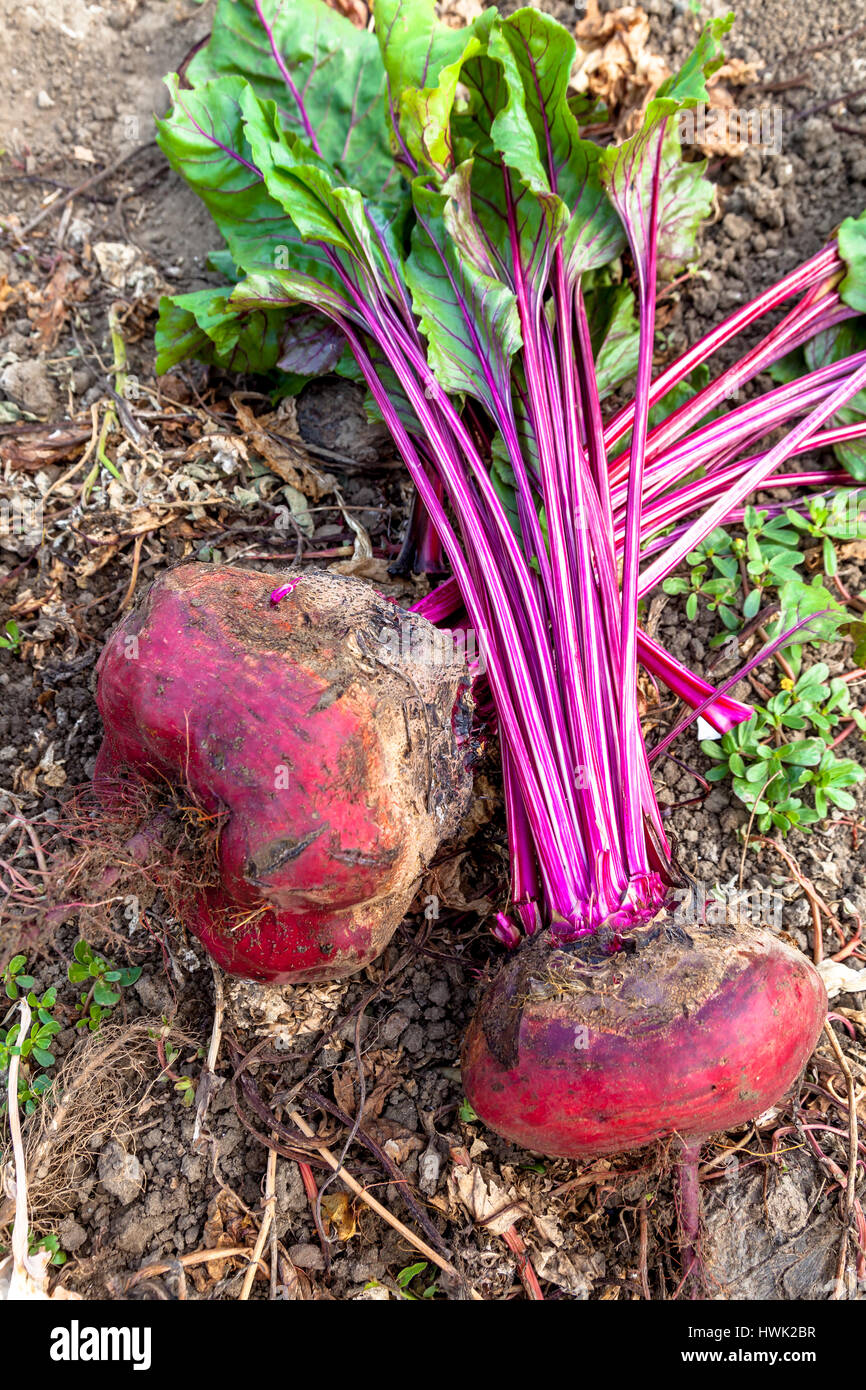 Composition of sugar beets on a soil background Stock Photo Alamy