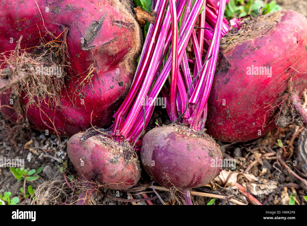 Composition of sugar beets on a soil background Stock Photo Alamy