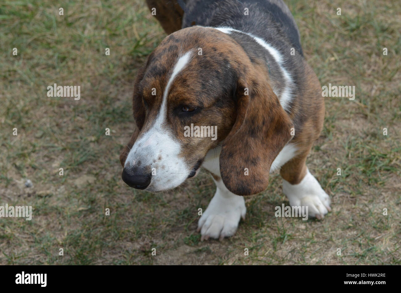 Basset Hounds Dog Puppies High Resolution Stock Photography And Images Alamy