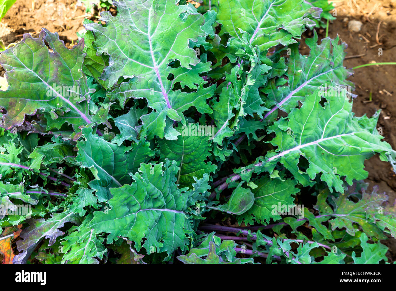 Composition of bunches of kale on a soil background Stock Photo - Alamy