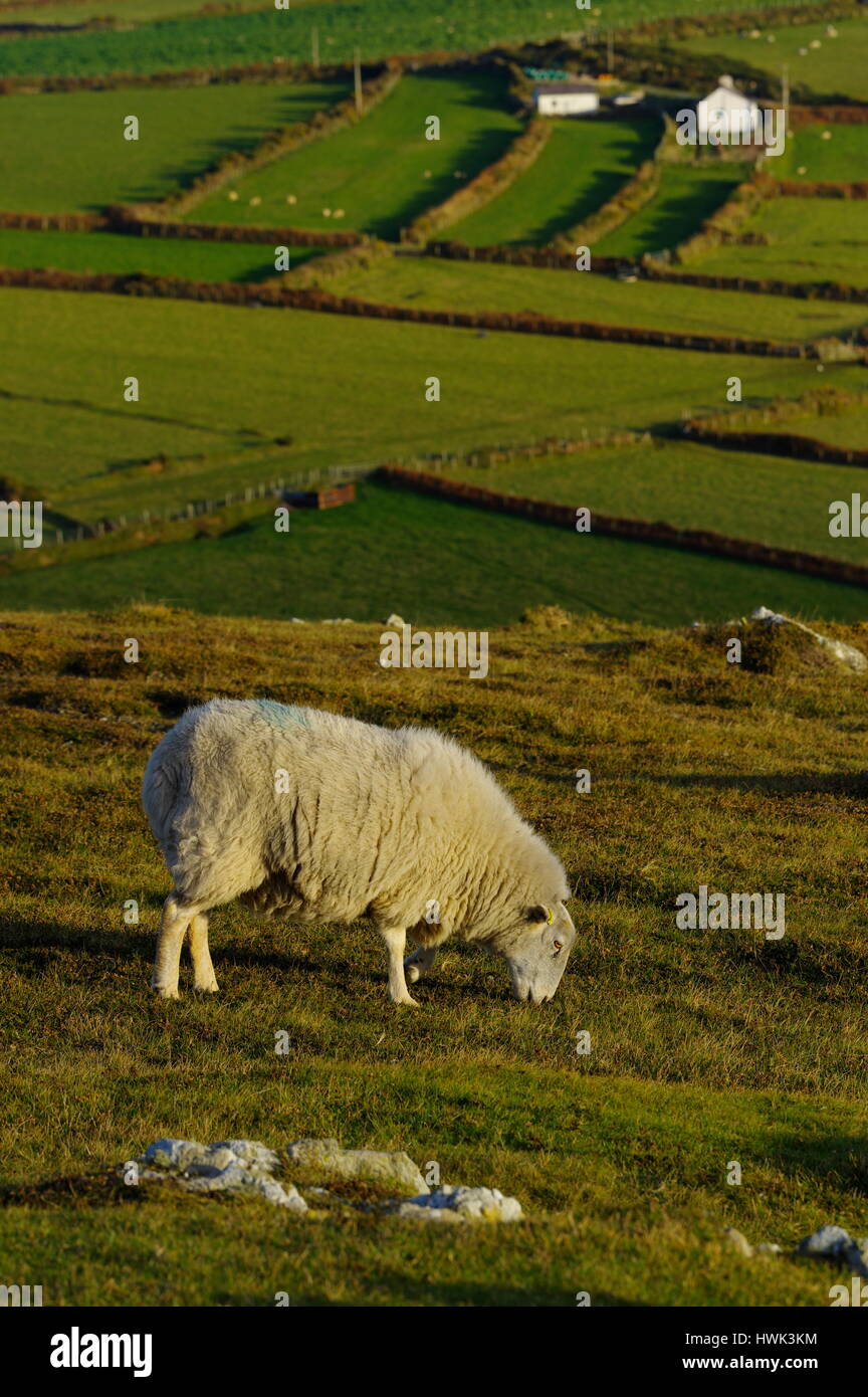 Sheep on Llyn Peninsula Wales Stock Photo Alamy