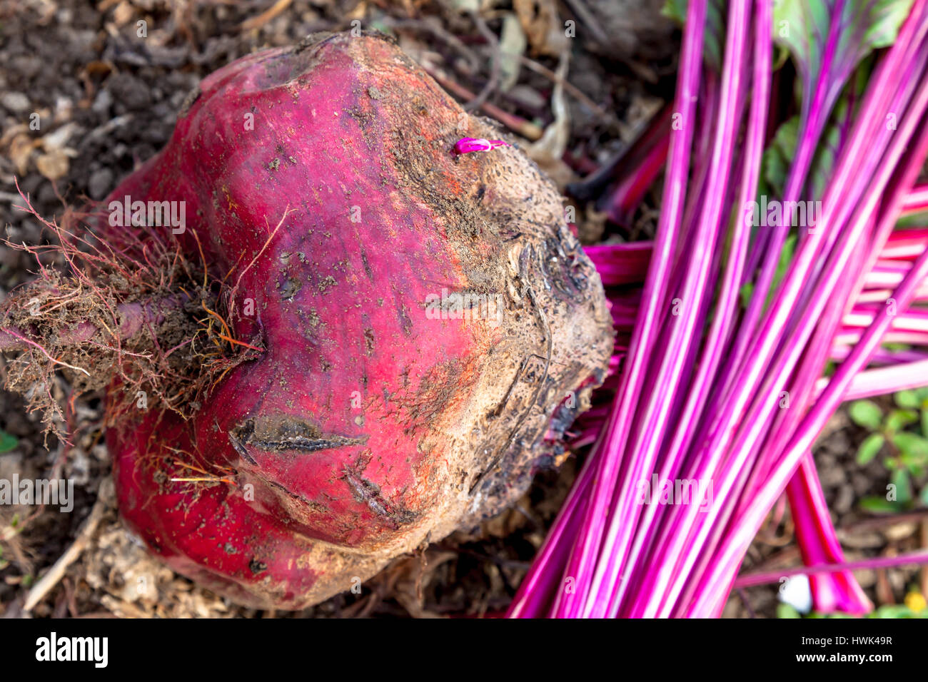 Composition of sugar beets on a soil background Stock Photo Alamy