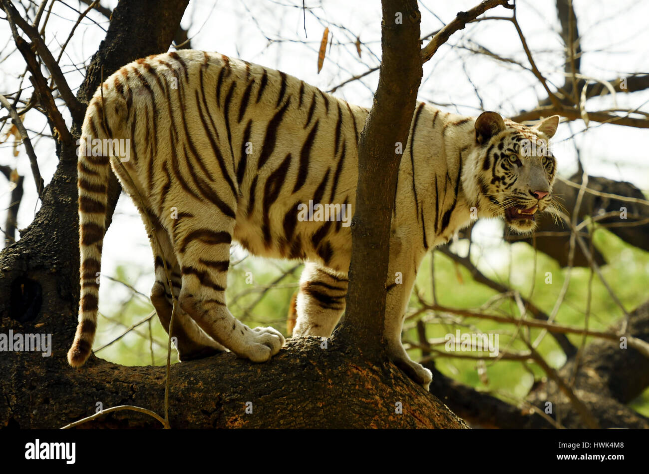 A white tiger is standing on top of a tree. Stock Photo