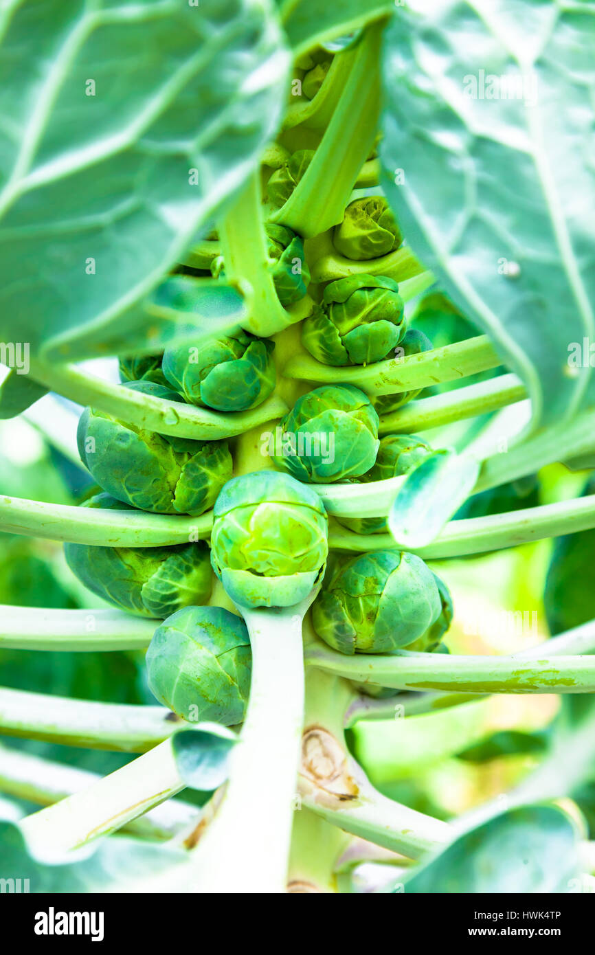 Bunch of brussels sprouts in a brunch on a white background Stock Photo Alamy