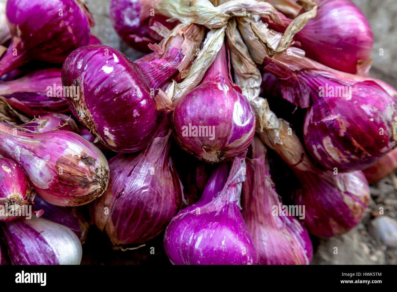 Red onions in soil hi-res stock photography and images - Alamy