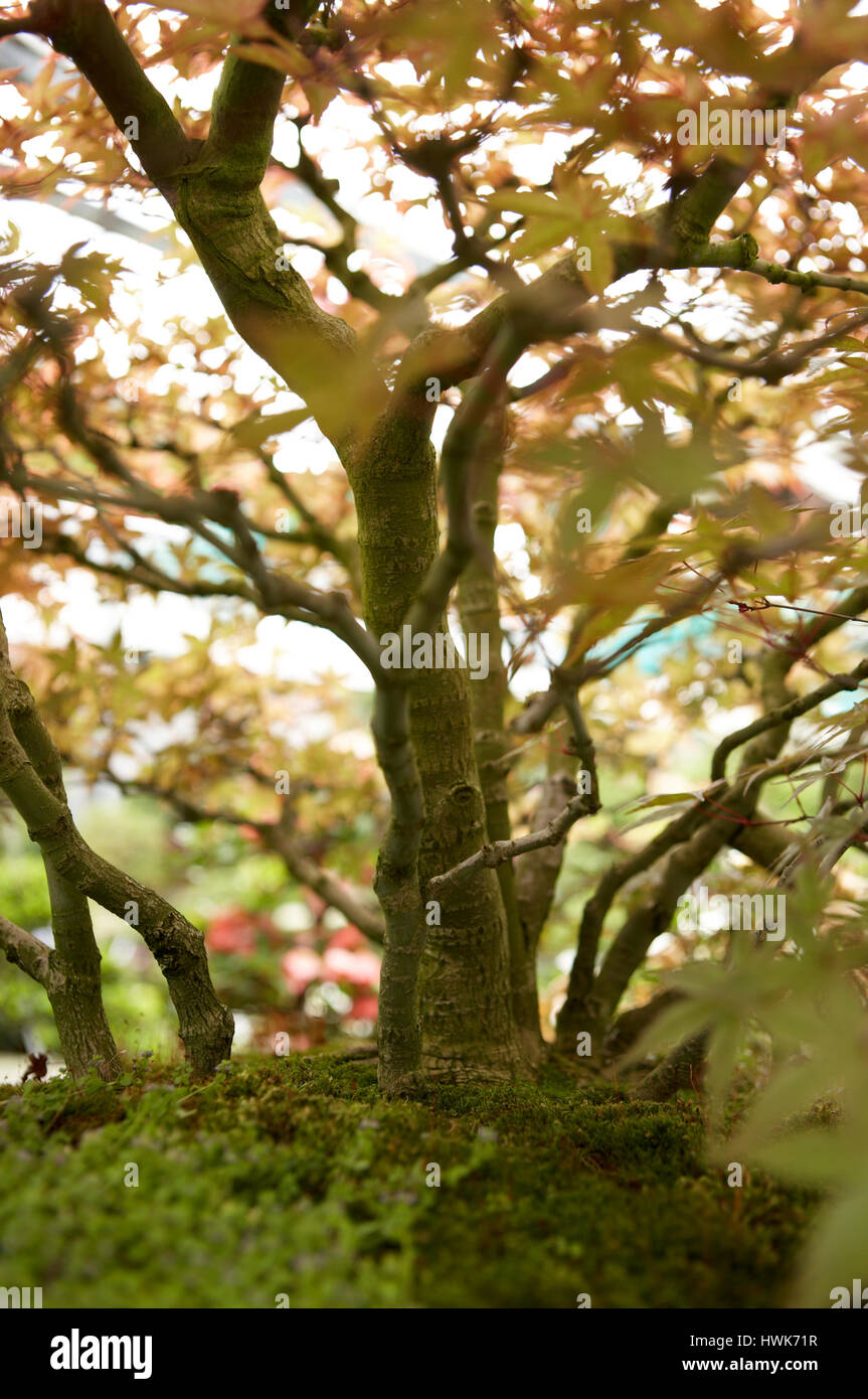 Beautiful, romantic Bonsai Maple tree with light passing through the leaves Stock Photo