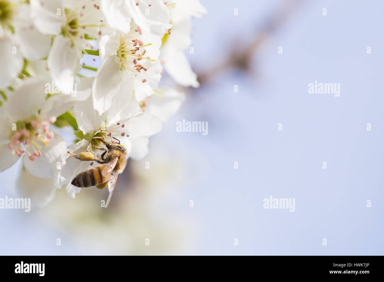 Honeybee Harvesting Pollen From Blossoming Tree Buds. Stock Photo