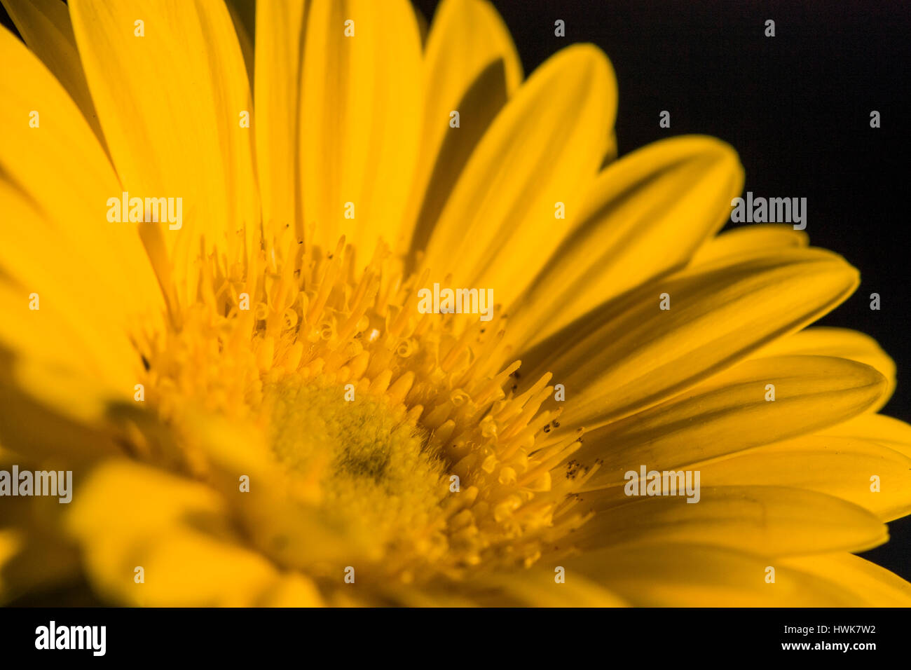 yellow daisy flower Stock Photo - Alamy