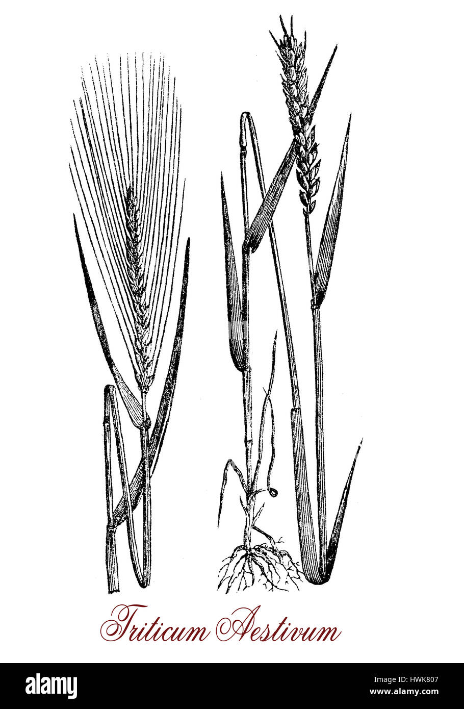 Vintage engraving of common wheat, cereal grain cultivated worldwide as food ingredient dried,crushed or ground with high protein content. The seeds i Stock Photo