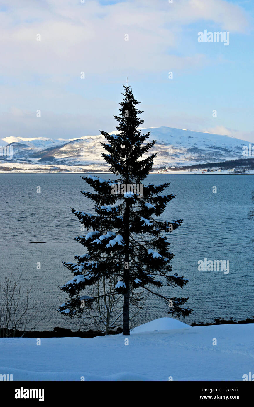 Lonely tree in Tromso, Norway Stock Photo
