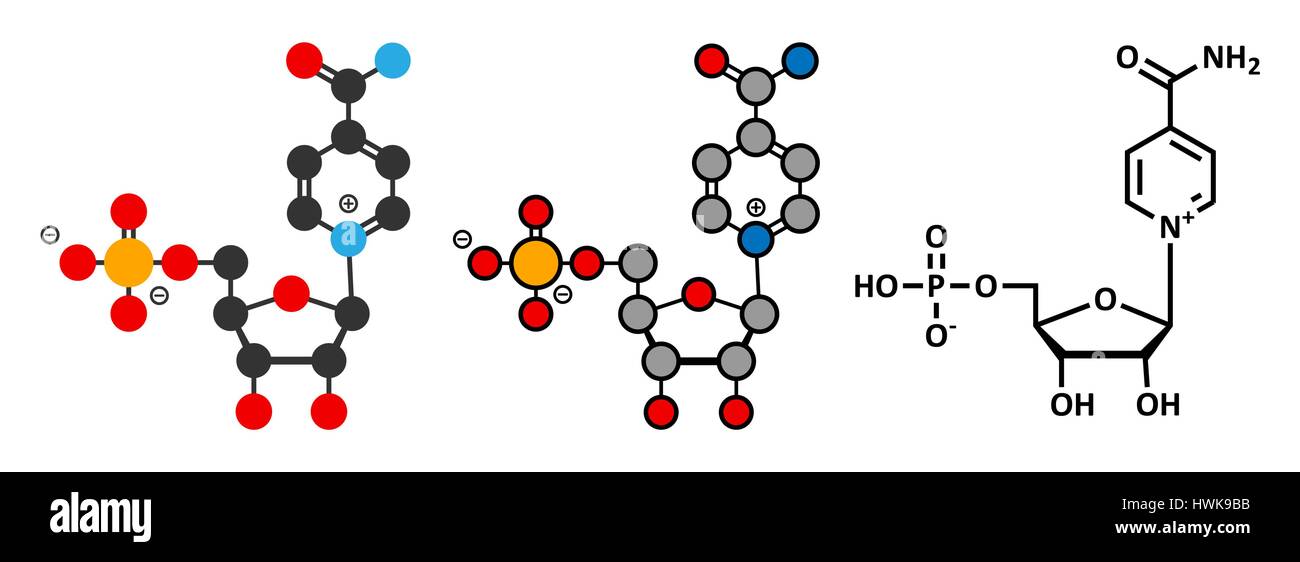 Nicotinamide mononucleotide molecule. Stylized 2D renderings and conventional skeletal formula. Precursor of NAD+. Stock Vector