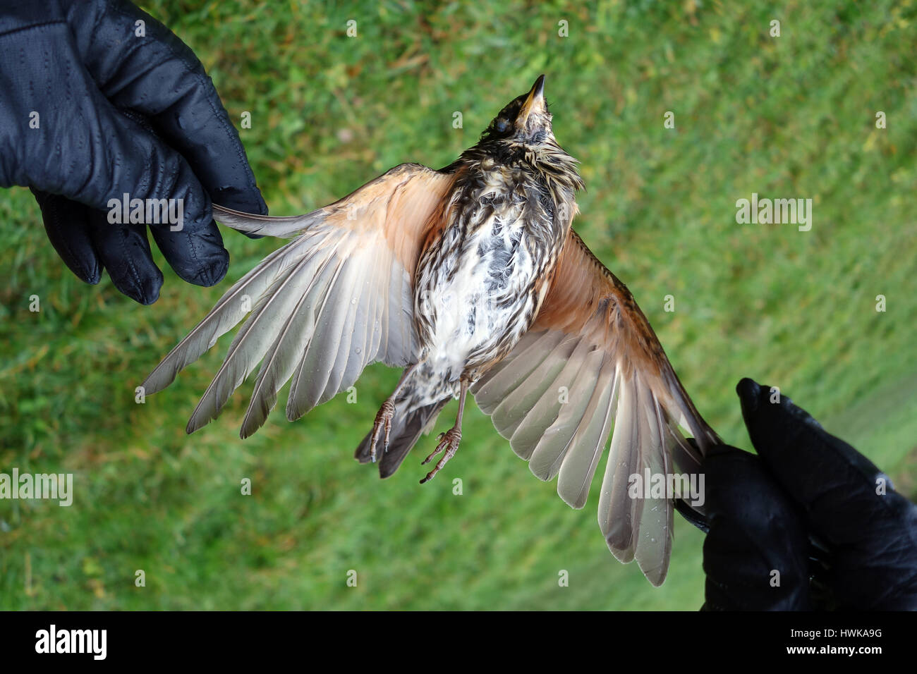 A dead Redwing bird Turdus iliacus Uk Stock Photo
