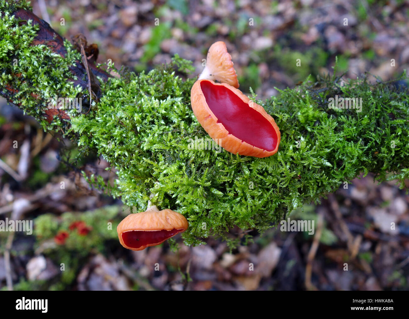 Scarlet Elfcup Sarcoscypha austriaca fungi on green moss Uk Stock Photo