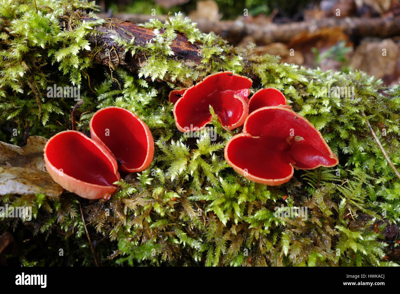 Scarlet Elfcup Sarcoscypha austriaca fungi on green moss Uk Stock Photo