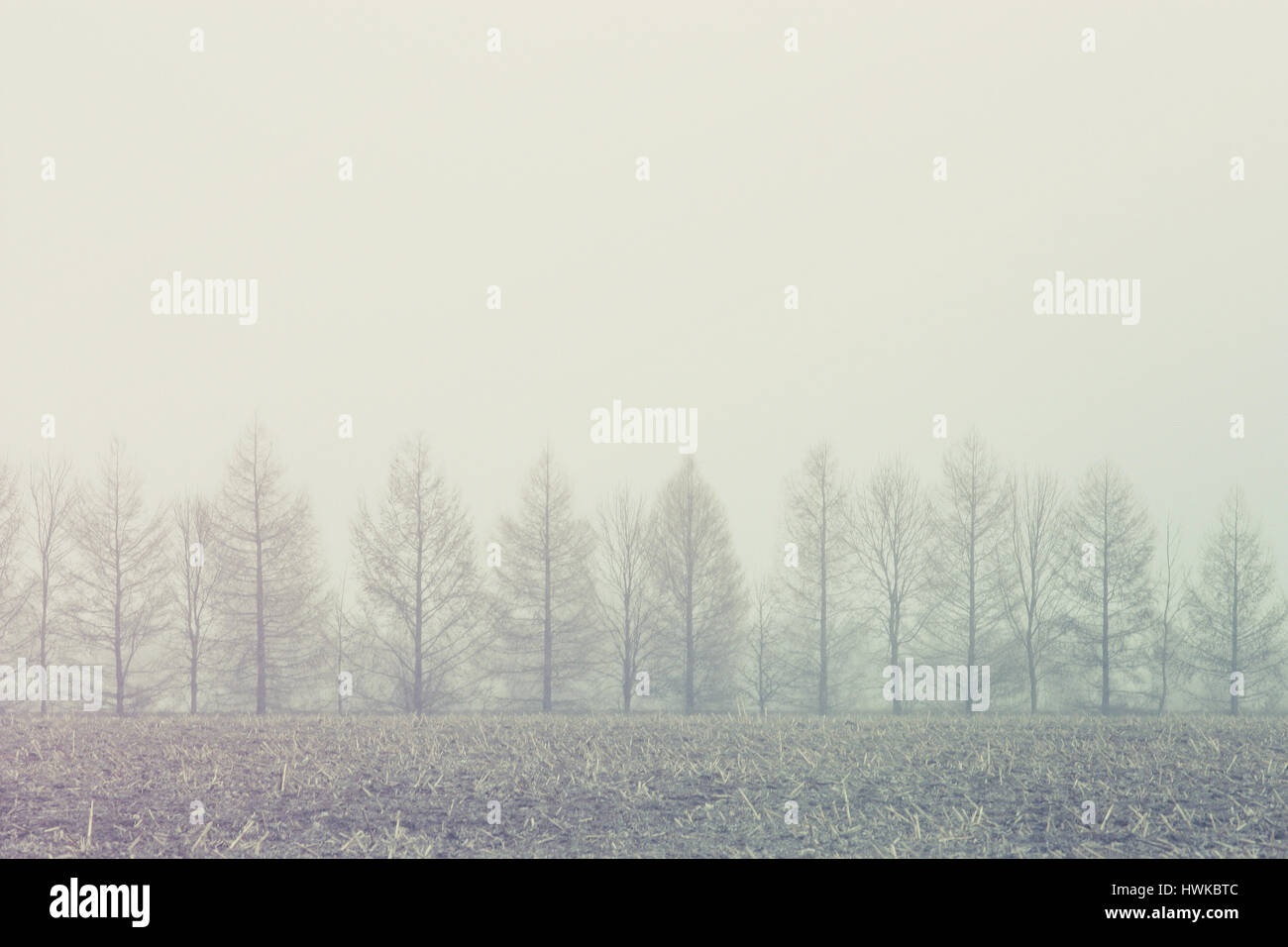 lined trees in the fog Stock Photo - Alamy