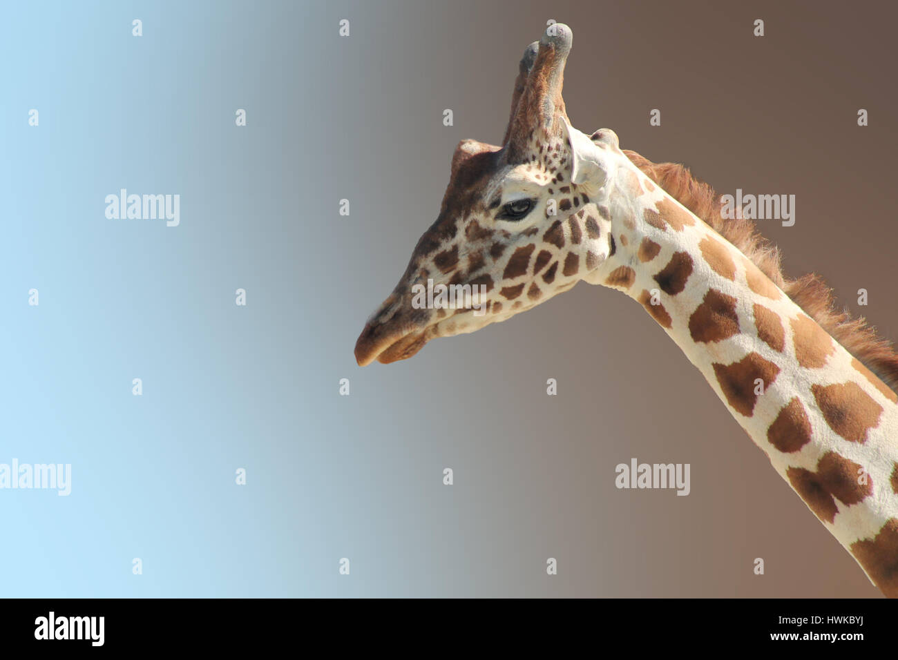 Funny yang giraffe's face isolated close up Stock Photo